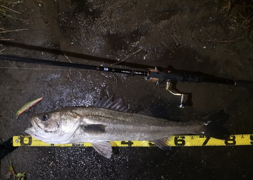 シーバスの釣果