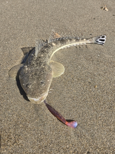 マゴチの釣果