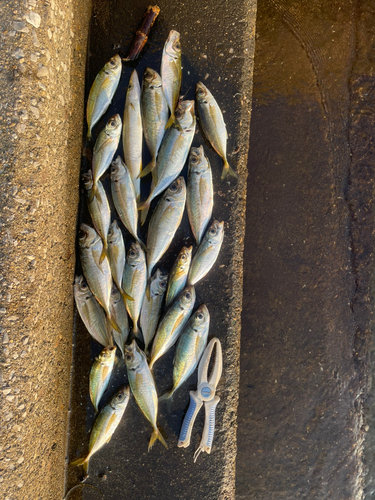 アジの釣果