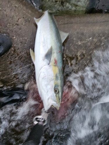 ハマチの釣果