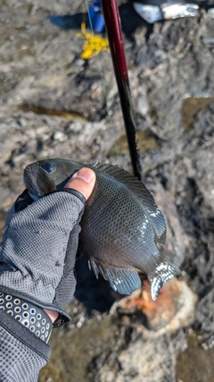 グレの釣果