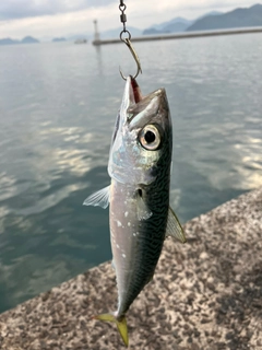 マサバの釣果