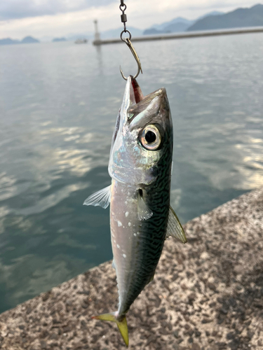 マサバの釣果