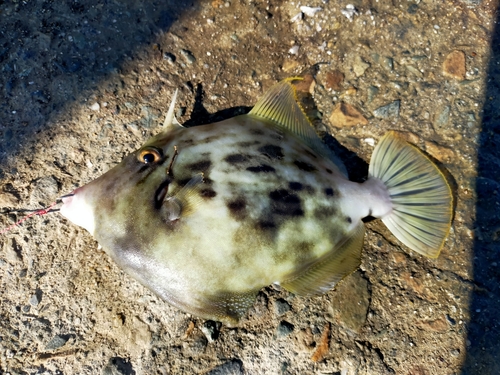 カワハギの釣果