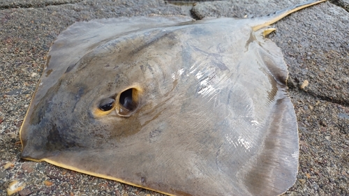 アカエイの釣果