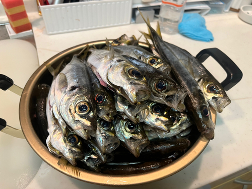 アジの釣果