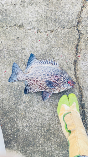 イシガキダイの釣果