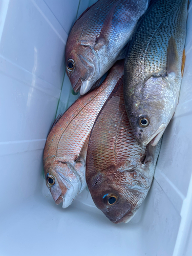 マダイの釣果