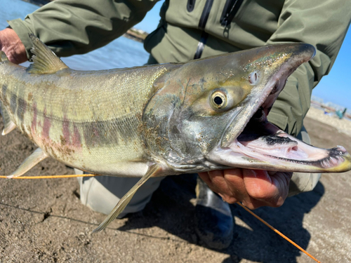 サケの釣果