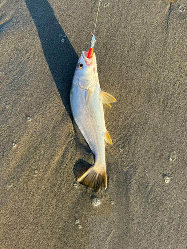 ニベの釣果