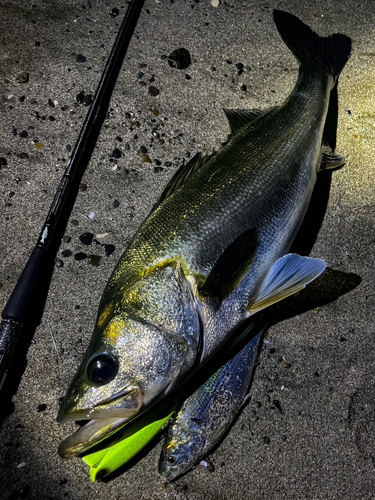 シーバスの釣果