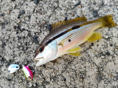 ヨコスジフエダイの釣果