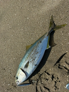 イナダの釣果