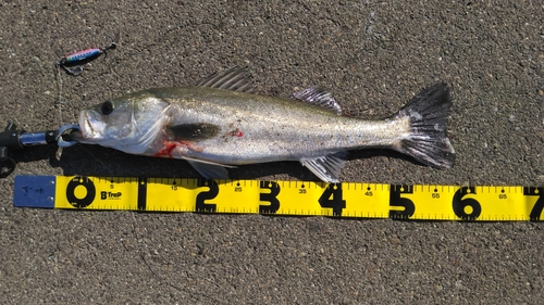 シーバスの釣果