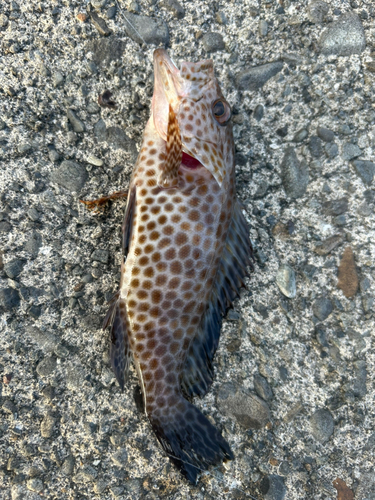 オオモンハタの釣果