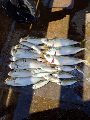 コノシロの釣果