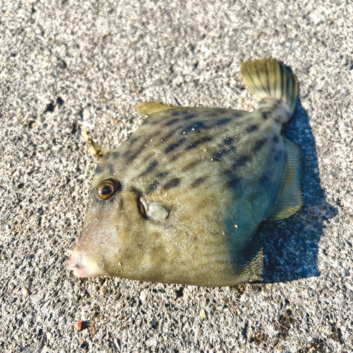 カワハギの釣果