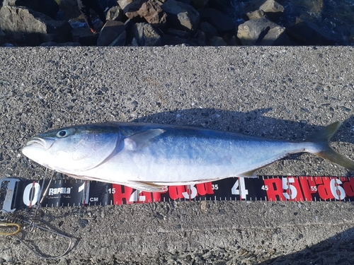 ヤズの釣果