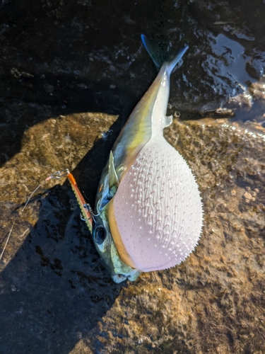 シロサバフグの釣果