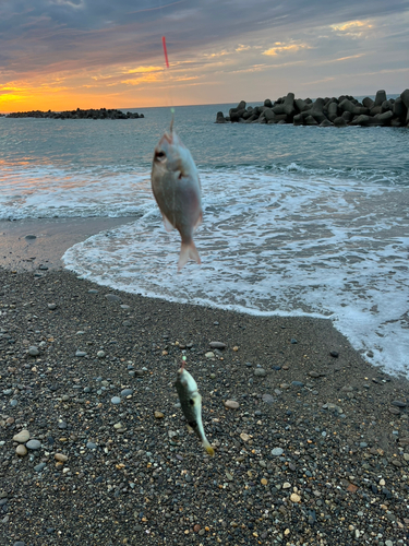 クサフグの釣果