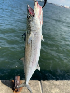 サゴシの釣果