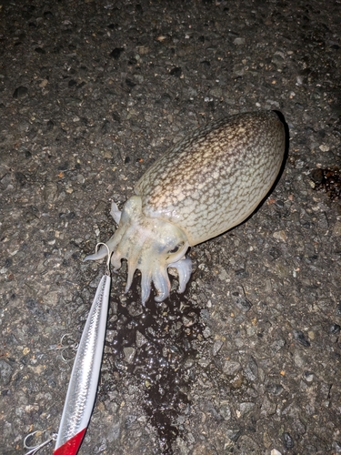 シリヤケイカの釣果