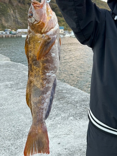 アイナメの釣果