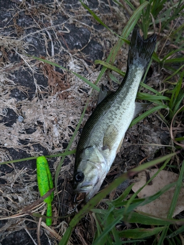 ブラックバスの釣果