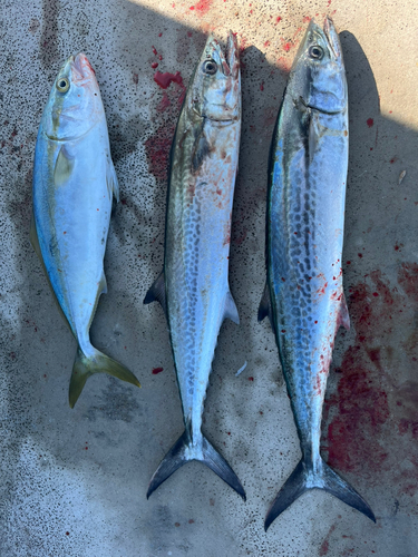 サゴシの釣果