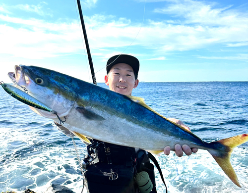 ブリの釣果