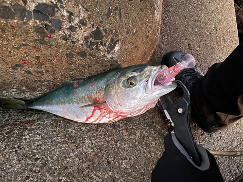 イナダの釣果