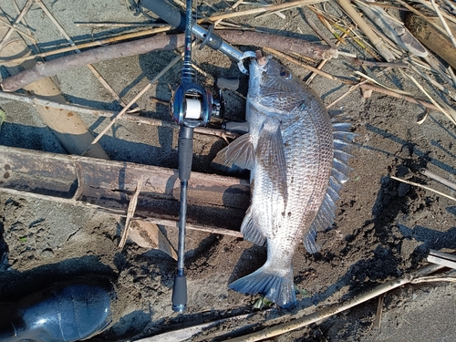 キビレの釣果