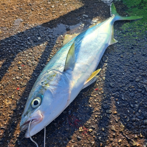 ハマチの釣果