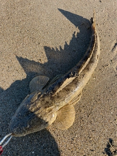 マゴチの釣果