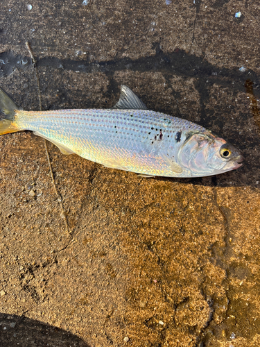 コノシロの釣果