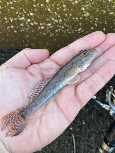 マハゼの釣果