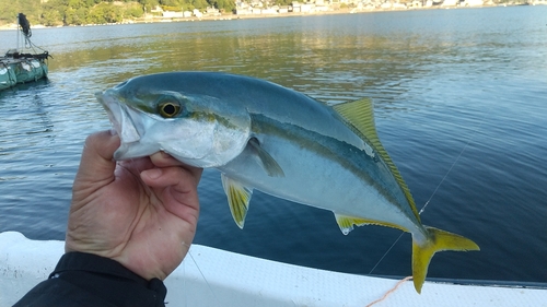 イナダの釣果