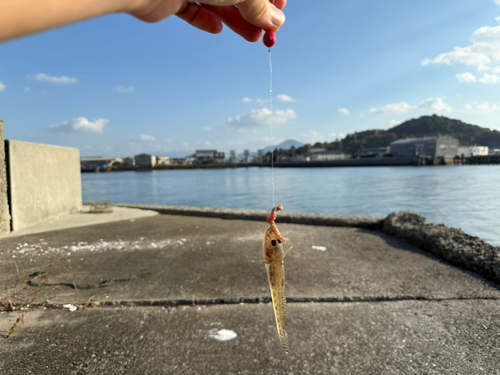 ハゼの釣果