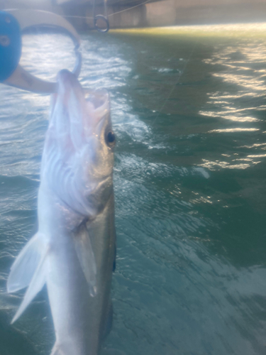 セイゴ（マルスズキ）の釣果