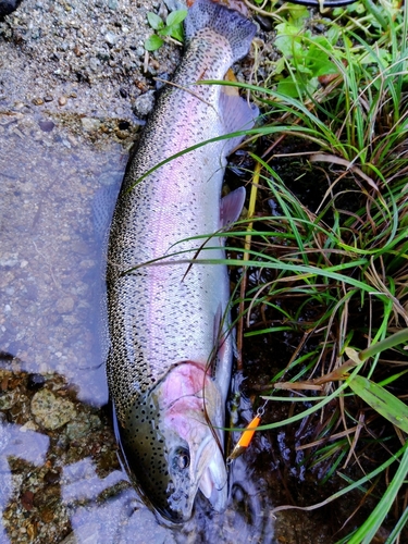 ニジマスの釣果