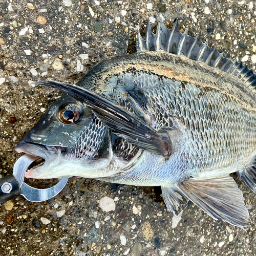 クロダイの釣果