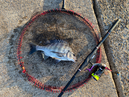 チヌの釣果