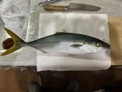 ハマチの釣果