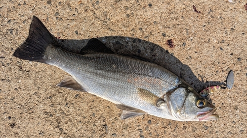 フッコ（ヒラスズキ）の釣果