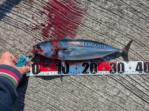 カツオの釣果