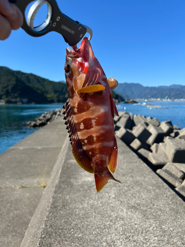 アカハタの釣果