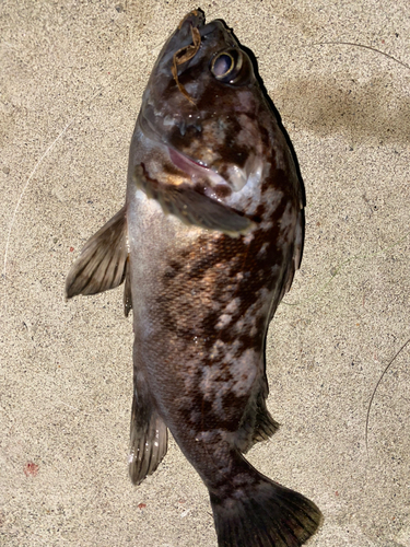 クロソイの釣果