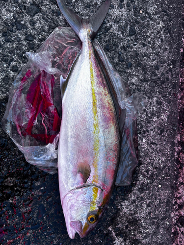 ネリゴの釣果