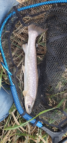 アメマスの釣果