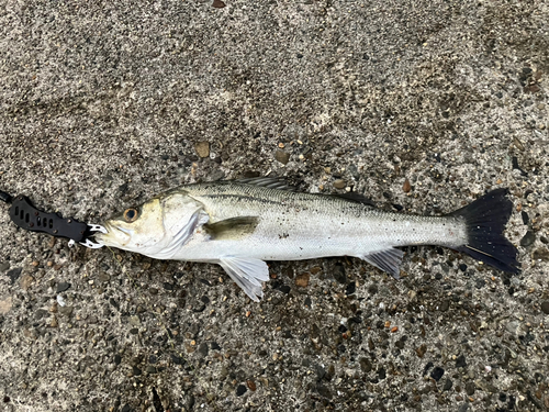 スズキの釣果